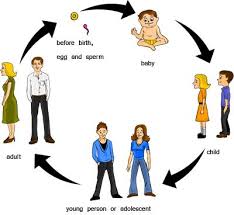 Lifecycle Of A Human Being Human Life Cycle Life Cycle Stages Life Cycles