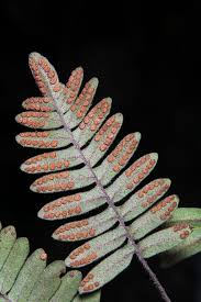 Image result for Pleopeltis