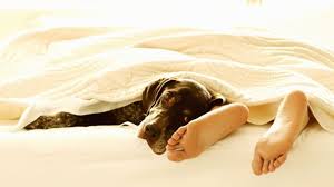 Deine mutter hat es dir vermutlich gefühlt eine million mal gesagt: Funf Grunde Warum Haustiere Nicht Im Bett Schlafen Sollten Gehoren Hund Und Katze In Die Heia Von Herrchen Und Frauchen Panorama Stuttgarter Nachrichten