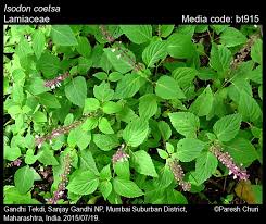 Image result for Isodon