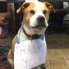 Maybe you would like to learn more about one of these? Salem Animal Rescue League Sarlnhorg Twitter