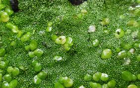 Image result for Wolffia arrhiza