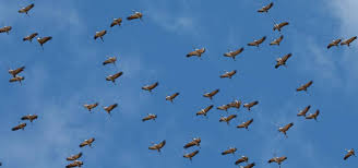 6 primary works • 6 total works. Las Aves Migratorias Regresan Cada Vez Antes Ciencia El Pais