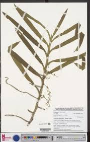 Image result for Tridactyle tridactylites