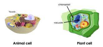 Check spelling or type a new query. Animal Vs Plant Cell Differences Similarities Expii