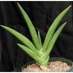 Image result for Sansevieria dooneri