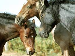A Guide To Horses And Their Sleeping Habits