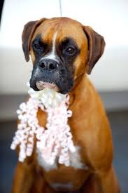 Tierische Hochzeitsgaste Hund Mit Schleife Haustier Hochzeit Hochzeitsgaste Haustiere Tierisch
