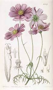 Bidens Bipinnatus Syn Cosmos Bipinnatus Cav As Cosmos Tenuifolia Lindl Edwards S Bota Botanical Drawings Vintage Botanical Prints Botanical Illustration