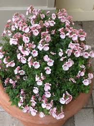 Image result for Diascia