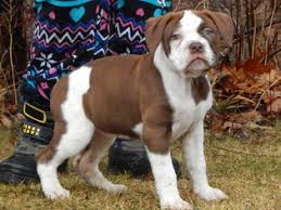 I guess he just doesn't know he is. View Ad Alapaha Blue Blood Bulldog Litter Of Puppies For Sale Near Ohio Wellington Usa Adn 62830