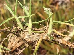 Image result for Cenchrus clandestinus