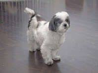 Shih Tzu 150 00 Shih Tzu Dog Shih Tzu Pet Dogs