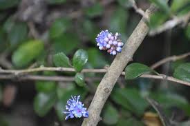 Image result for Memecylon myrianthum