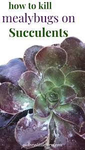 They spread quickly from plant to plant and it can be difficult to get rid of them. Mealybugs On Succulents How To Identify And Kill Them Audrey S Little Farm