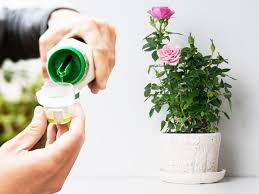 When planting sunflowers from seeds, consider. 5 Best Fertilizer For Roses Boost Growth And Blooms Plant Index