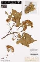 Image result for Dombeya torrida