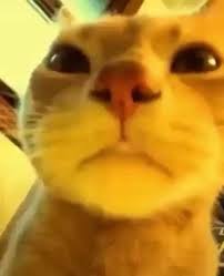 On Instagram When You Facetime Your Friend At The Club Song Caramel Dansen Cat Dearrcat7 Cats Funny Cat Pictures Memes