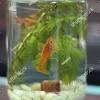 Kamu bisa mendesain aquarium seperti dibawah ini, selain memiliki aquarium kamu juga memiliki meja untuk tamu. Https Encrypted Tbn0 Gstatic Com Images Q Tbn And9gcqvpcqzee6gt0ptn0qvie4zbgvwxbelab2u5bvirb9c2rumtyle Usqp Cau