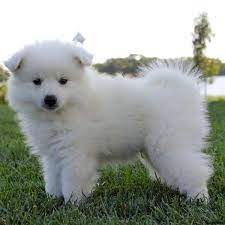 Pin On Puppies