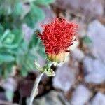 Image result for Kleinia grantii