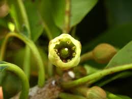 Image result for Manilkara zapota