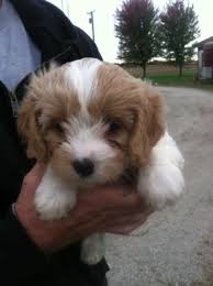 Our puppies are not inexpensive, but my passion for raising exceptional dogs is exceedingly clear and more importantly my skill in placing great puppies in loving homes shines in the faces of every puppy i sell. Cavachon Puppies For Sale In Bremen Indiana Classified Americanlisted Com