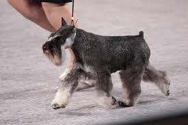 Dogs with this trait look very interesting and attractive. Miniature Schnauzer Dog Breed Information