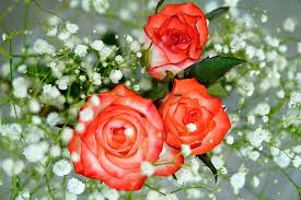 Check spelling or type a new query. Romance Rose Love Red Rose Beautiful White Bouquet Flowers Romantic Plants Pxfuel