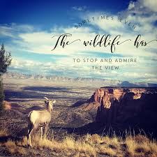 Van Life Today Sometime Even The Wildlife Has To Stop And Admire The View Van Life Life Views