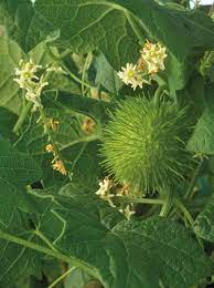 Check spelling or type a new query. Bay Nature Magazine Look For Wild Cucumber When It Starts To Rain Edible Plants Poisonous Plants Medicinal Plants