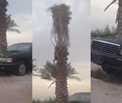 تيربو العرب آخر أخبار السيارات العربية والعالمية صور سيارات فيديو سيارات Plants