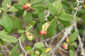 Image result for Cordia torrei