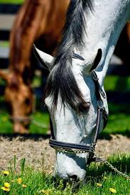 Shothotspot maps millions of photographic hotspots! Century Manor Farm Facebook