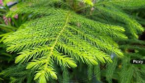 Image result for Araucaria cunninghamii