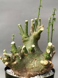 Image result for Adenia panduriformis