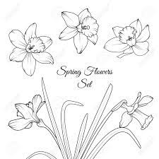 narcissus jonquille fleurs printanieres reutilisables elements isoles ensemble de modeles illustration conception vecteur noir et blanc dessin d esquisse detaillee composition du feuillage la garland bouquet clip art libres coloriage phare