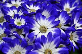 Image result for Cineraria