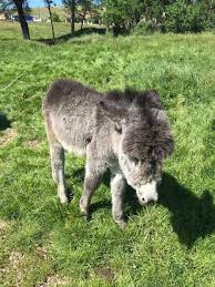 La infanta doña margarita de austria. Vand Lapte De Magarita Hidiselu De Sus Olx Ro