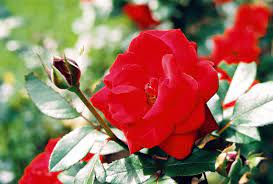 صور كبيره حلوه لقطات متنوعة hd لخلفيات قمة في الروعة rose plants flowers