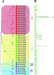 Tante girang asli buka bra sama cd nya подробнее. Genome Wide Analysis And Expression Characteristics Of Small Auxin Up Rna Saur Genes In Moso Bamboo Phyllostachys Edulis
