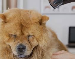 424 e olive ave turlock,. The Best 8 Pet Groomers In Santa Clarita Ca Whodoyou