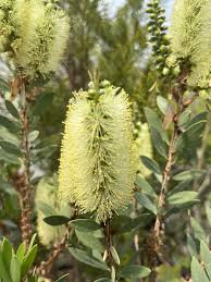 Image result for Callistemon