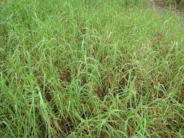 Image result for Cynodon nlemfuensis