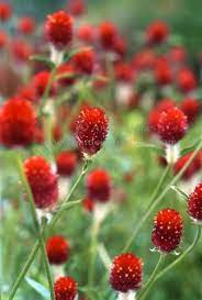 Pin On Flowers To Try
