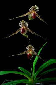 Pin On Orchids Potted Garden