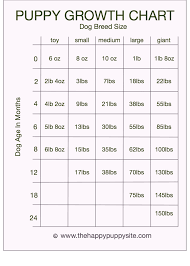 49 Paradigmatic Chihuahua Chart