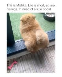 Maybe you would like to learn more about one of these? 900 Chow Chows Ideas In 2021 Chow Chow Chow Chow Dogs Chow Chow Puppy