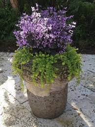 32 Flowers Groundcover And Shrubs That Grow Under Trees Shifting Roots Plants Shade Garden Plants Plants Under Trees