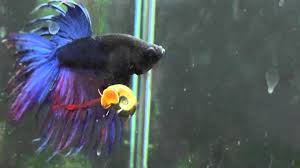 Betta Vs Snail Youtube